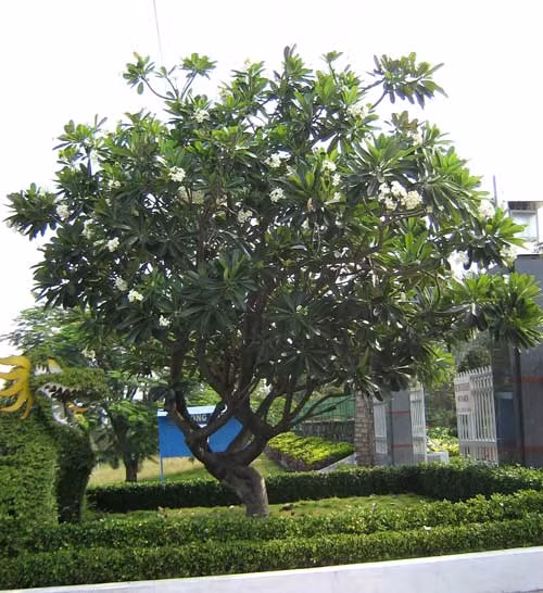 Ngoài ra, hoa đại còn được dùng để trị táo bón. Dùng 10g vỏ cây hoa đại thái mỏng, sao thơm, sắc với 200ml nước, chia làm 3 lần uống trong ngày.