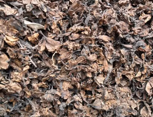 Để chữa cao huyết áp, dùng 10 - 20g hoa đại khô, sắc lấy nước, uống thay nước hàng ngày.