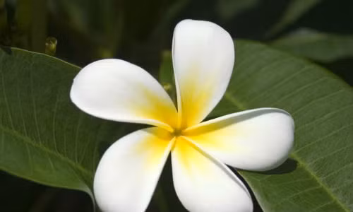 Lấy 4 - 12g hoa đại khô (đặc biệt là hoa đại trắng), sắc lấy nước uống, có tác dụng trị ho, tiêu đờm.