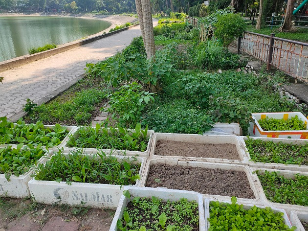 Khu vực công viên hồ trở thành nơi trồng rau của nhiều cư dân sống tại khu vực lân cận. 