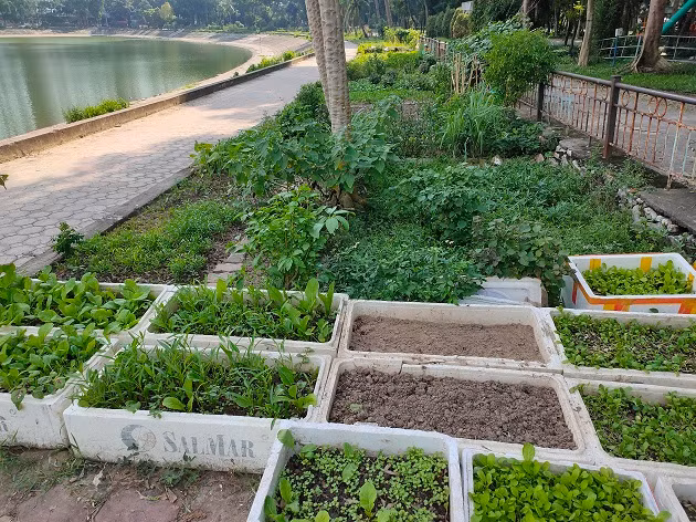 Khu vực công viên hồ trở thành nơi trồng rau của nhiều cư dân sống tại khu vực lân cận. 