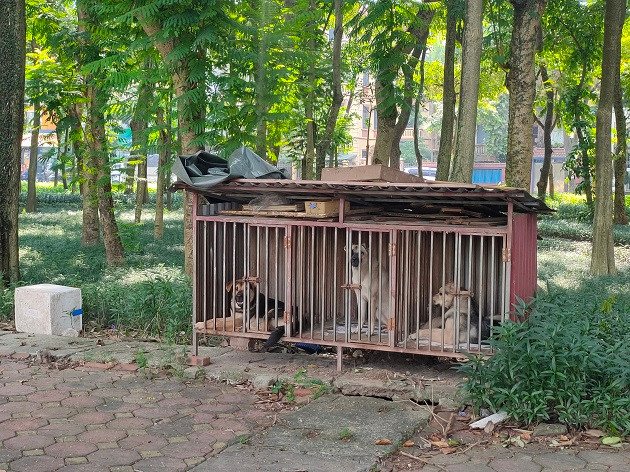 Hay khu vực vườn hoa công viên bị lấn chiếm và trở thành nơi nuôi nhốt chó. 