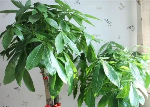 Ngay Tet trong 3 cay nay trong phong khach, con chau mai giau sang