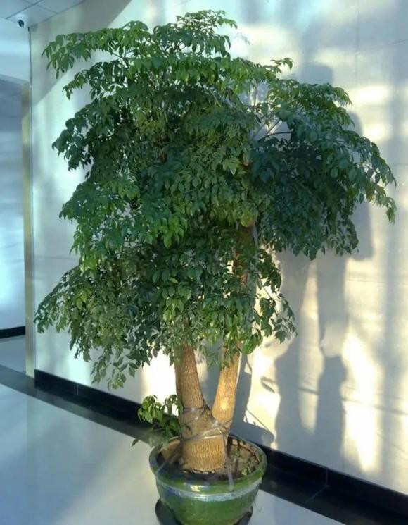 Ngay Tet trong 3 cay nay trong phong khach, con chau mai giau sang-Hinh-2