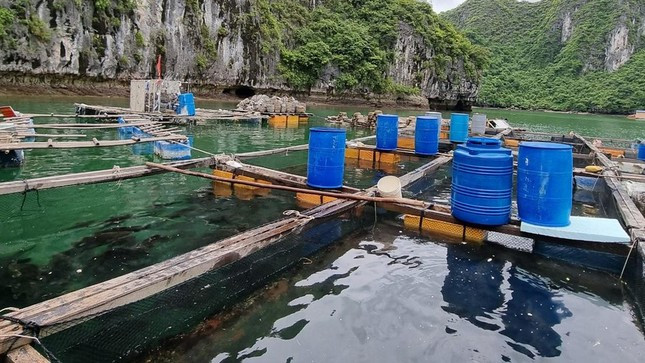 Cham thao do long be thuy san: Chu tich huyen Cat Hai bi phe binh