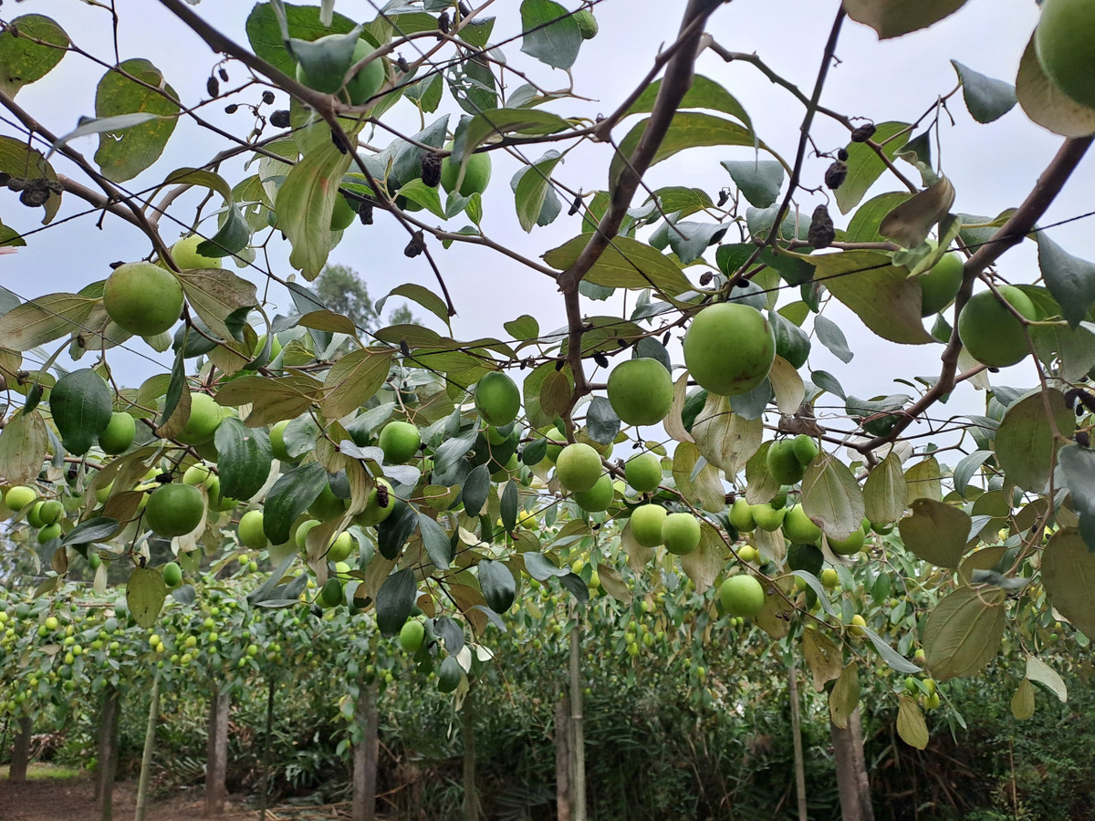 Diện tích trồng táo giàn hiện nay của nhà ông Dũng là 100 gốc. Năm được mùa, thu hoạch khoảng 300 triệu đồng.