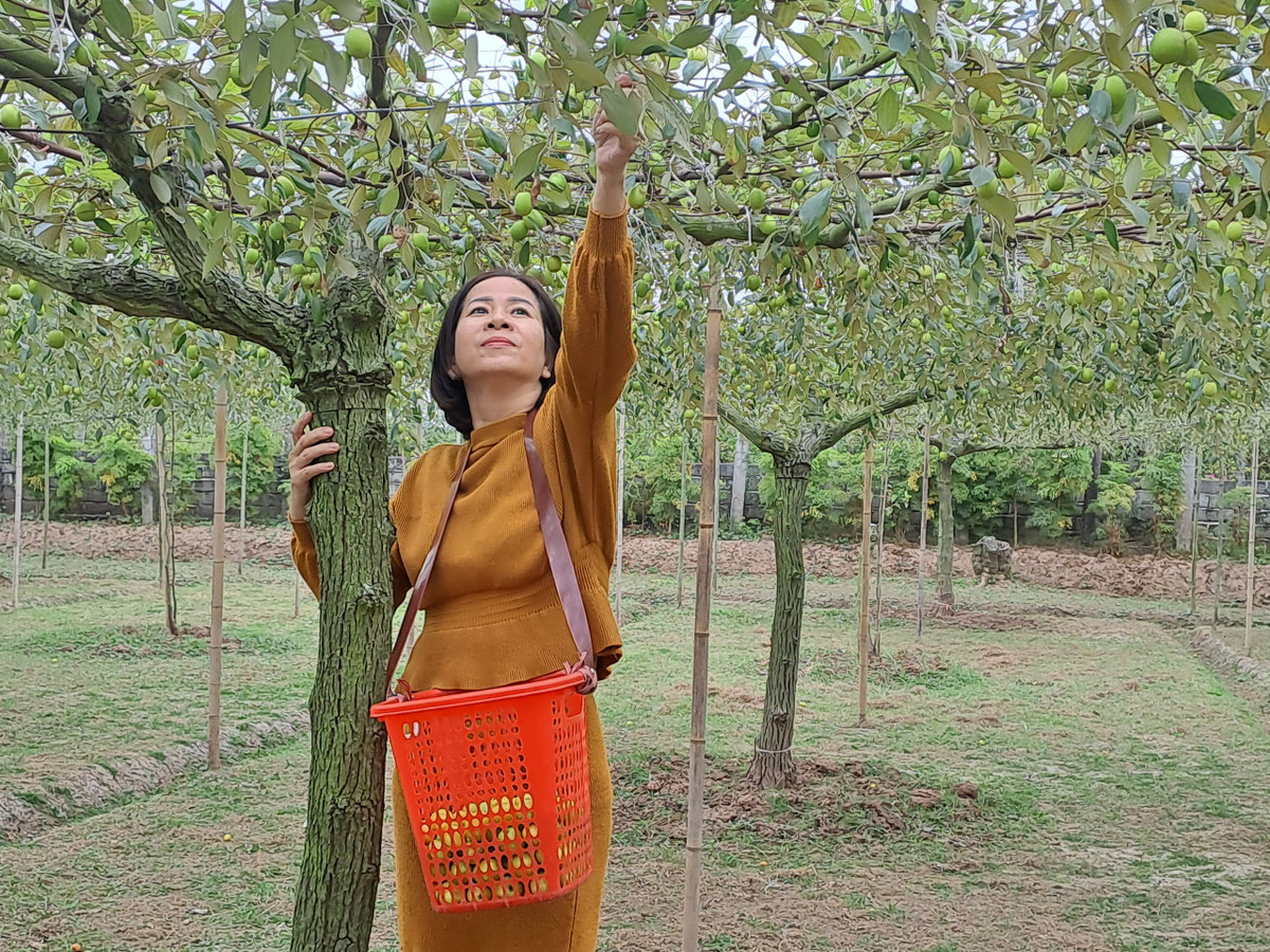 Là người đầu tiên tại địa phương trồng táo theo phương pháp leo giàn, Bí thư phường Bàng La cho biết, trồng leo giàn cũng gặp chút khó khăn vì chi phí ban đầu bỏ ra nhiều hơn phương pháp truyền thống và phải trồng mới hết toàn bộ từ đầu.