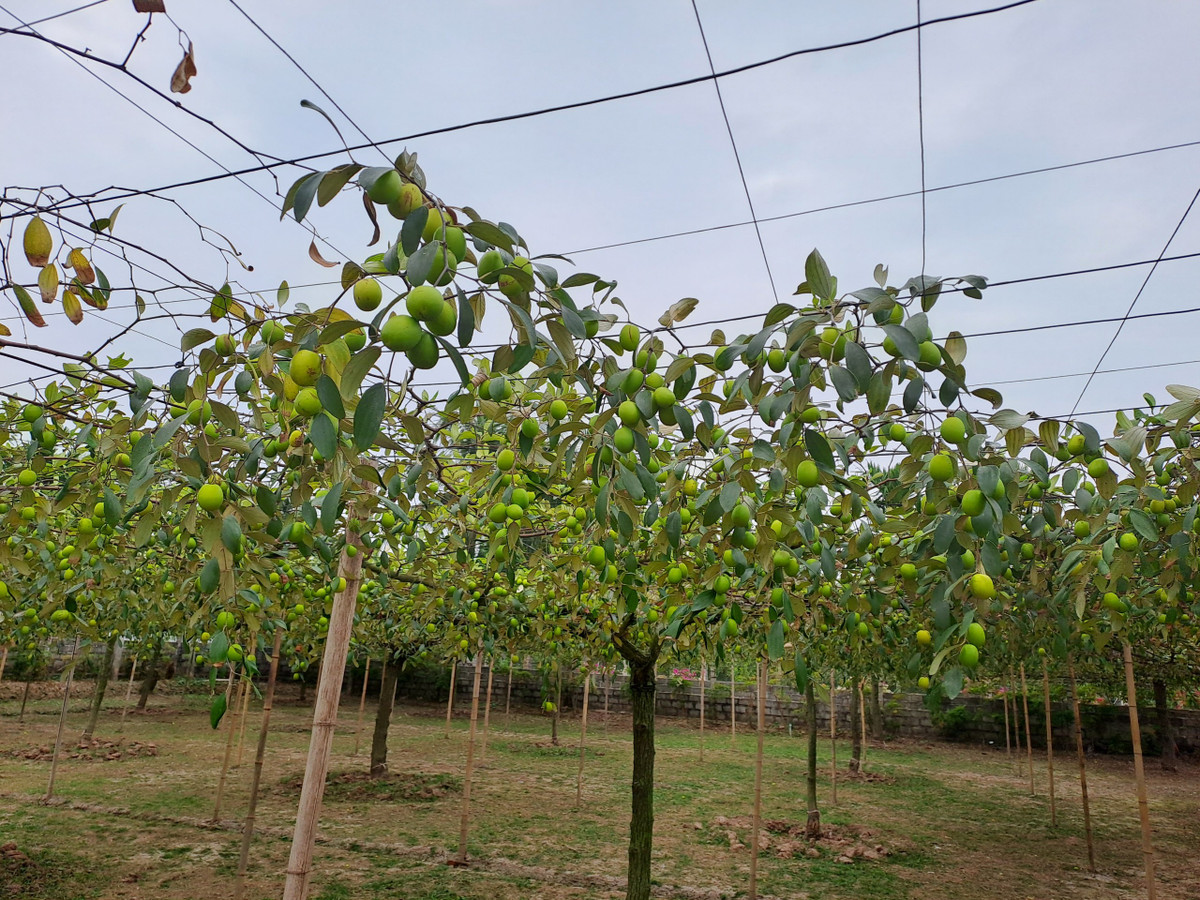 Trồng táo leo giàn phải tỉa cành, ép cành theo giàn từ bé, thời gian đầu mất công hơn, nhưng sau đó thì nhàn hơn, việc nhổ cỏ, đi lại dễ hơn. Mặt khác, trồng táo leo giàn sẽ kết hợp với làm du lịch được tốt hơn.