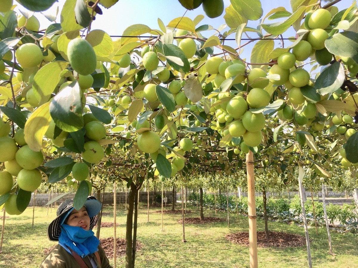 “Năm 2012, 2013 có mấy cơn bão, Bàng La mất mùa táo. Trăn trở phương pháp để chống gió, chống thiệt hại cho táo khi có bão, tôi lang thang trên mạng tìm hiểu thì thấy mô hình táo leo giàn trong Ninh Thuận, vậy là thu xếp công việc rồi vào đó học hỏi. Trong đó người ta trồng táo kết hợp với làm du lịch rất tốt, thế là mình học về áp dụng cho địa phương.