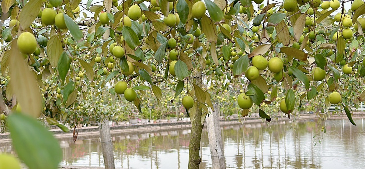 Với thâm niên trồng táo hơn 20 năm, hiện tại, gia đình ông Dũng đang có 200 gốc táo. Bình quân mỗi ngày thu hoạch hơn 1 tạ với giá bán buôn từ 25-30k/kg.