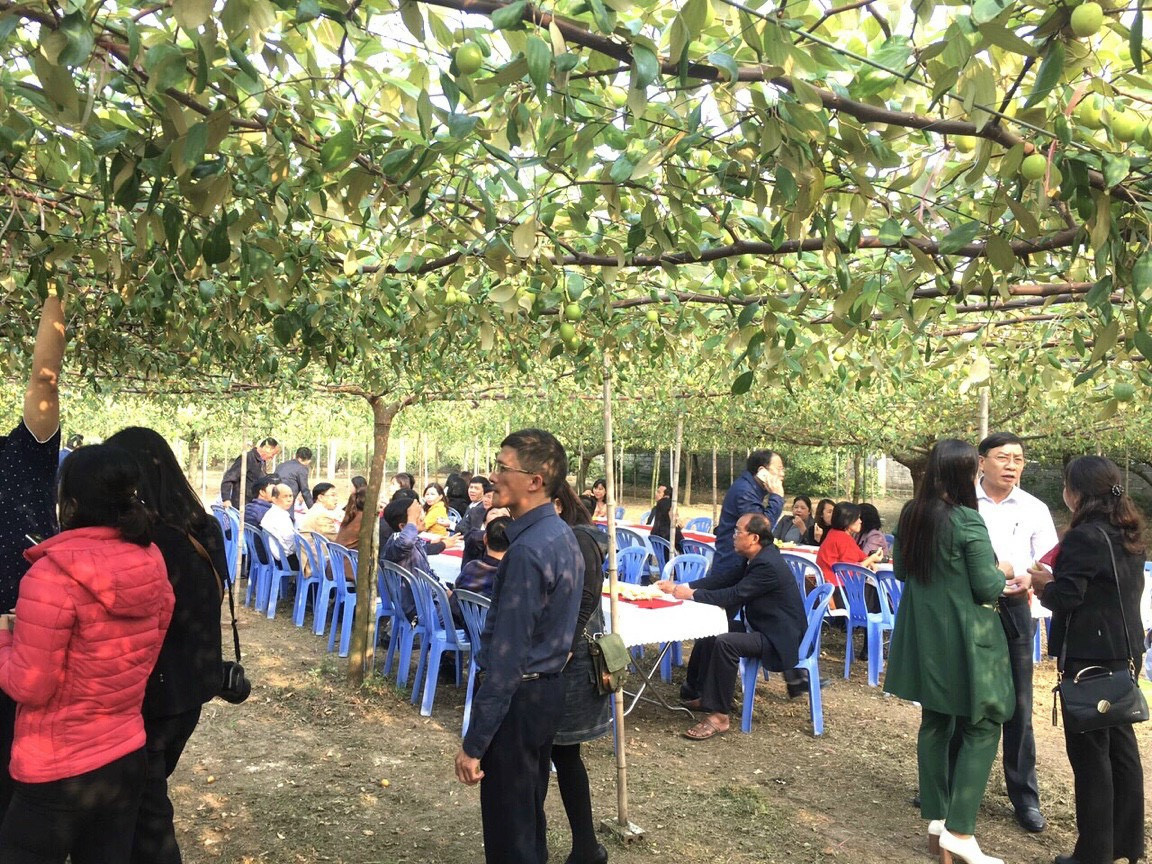 Trồng táo leo giàn có nhiều ưu điểm là vậy, tuy nhiên chưa được người dân Bàng La áp dụng vì còn nhiều e ngại.