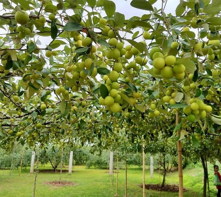 Vẫn là giống táo muối địa phương, nhưng trồng bằng phương pháp leo giàn cho năng suất gấp đôi và chất lượng ngon hơn mà việc canh tác cũng thuận lợi hơn”, Bí thư phường Bàng La chia sẻ.