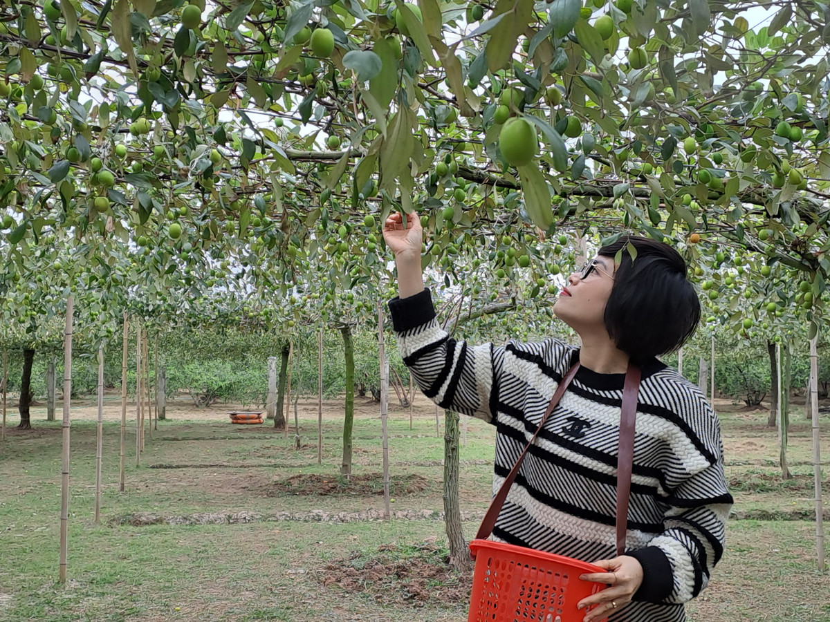 Mong muốn lớn nhất của tôi là mô hình trồng táo giàn được nhân rộng, chuyển đổi mục đích sử dụng đất từ trồng cây lâu năm sang mô hình du lịch dịch vụ hoặc du lịch sinh thái. Kết hợp hiệu quả giữa trồng táo với làm du lịch, nâng tầm thương hiệu táo Bàng La, mang lại hiệu quả, lợi nhuận cao hơn nữa cho bà con nông dân”.