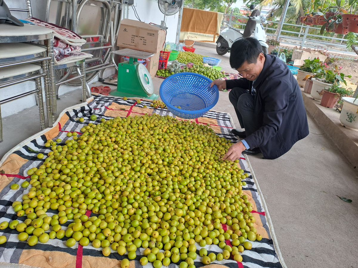 Ông Bùi Duy Dũng, Bí thư phường Bàng La cho biết, cả phường Bàng La hiện nay có khoảng 120 ha trồng táo. Cụ Nguyễn Quang Phát là hộ trồng táo đầu tiên ở Bàng La, cách đây khoảng 50 năm. Ban đầu, số lượng chỉ khoảng hơn chục cây, sau đó được nhân rộng ra các hộ khác.
