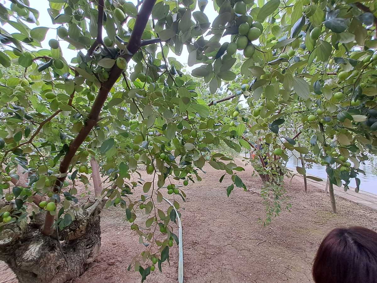 Mùa táo muối Bàng La thường từ tháng 11 âm lịch đến hết tháng 1 âm lịch.