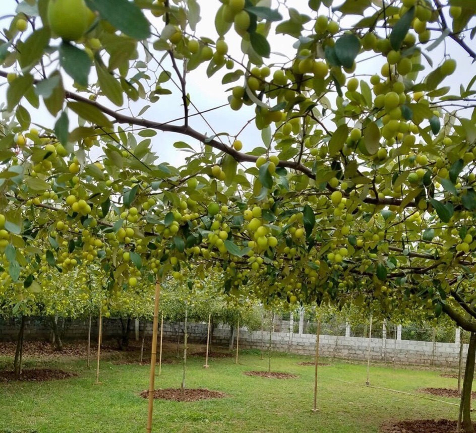 Với mong muốn nhân rộng mô hình trồng táo leo giàn trên địa bàn phường để kết hợp với làm du lịch, Bí thư phường Bàng La vô cùng trăn trở: “Táo là loại cây trồng truyền thống chủ lực của địa phương, tuy nhiên hiện nay còn gặp rất nhiều khó khăn do chưa có sự đồng bộ, chuyên nghiệp. Chúng tôi muốn có tổ chức kinh tế, hoặc doanh nghiệp tham gia cùng, muốn có cơ chế để đơn vị họ làm, quản lý và hướng dẫn chăm sóc, kí hợp đồng bao tiêu sản phẩm…