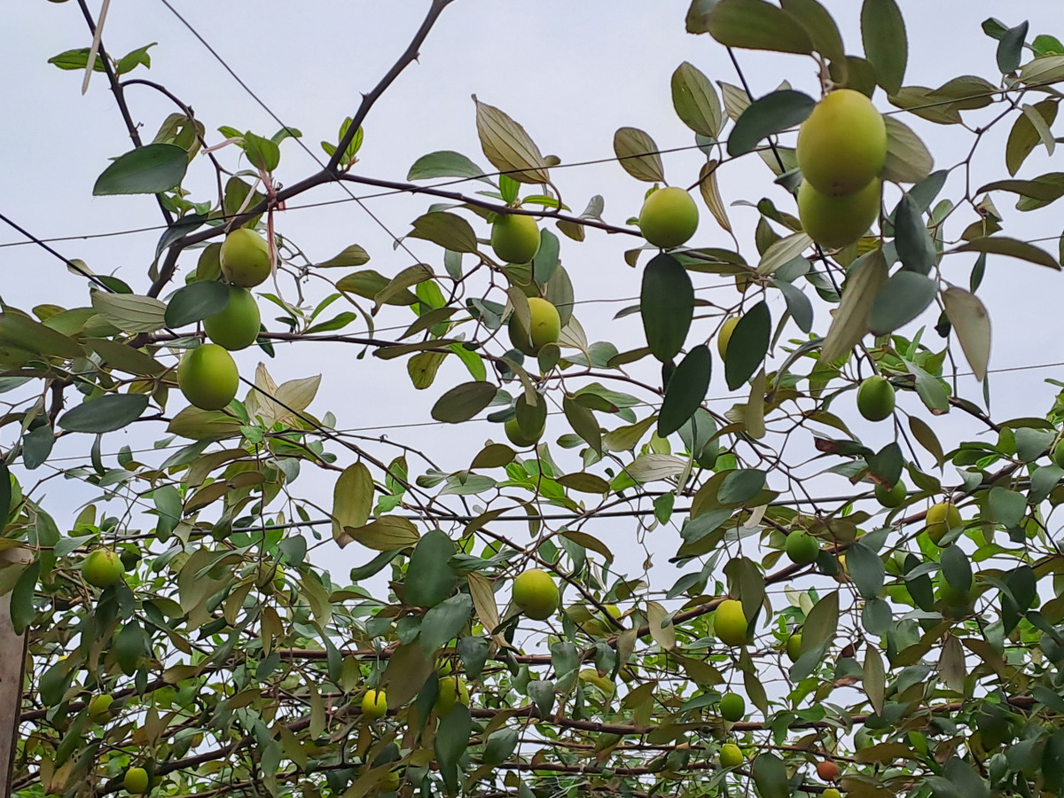 Hiện tại có khoảng gần một nghìn hộ trồng loại đặc sản này. Hộ nhiều nhất là 300 cây.