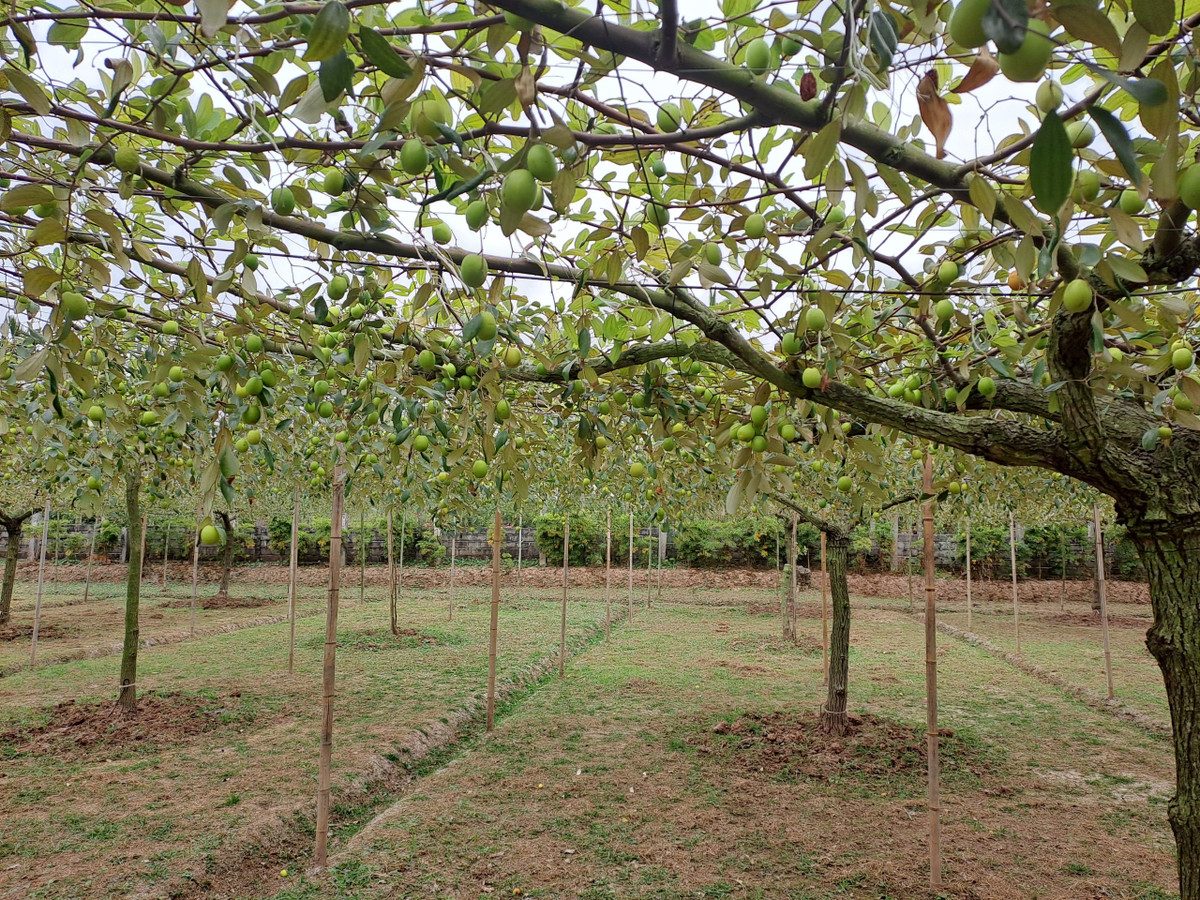 Năm nay là năm thứ 3 ông Dũng áp dụng mô hình trồng táo leo giàn và thí điểm trồng cả 2 vụ. Vụ hè táo sai quả và ngọt hơn vụ đông.