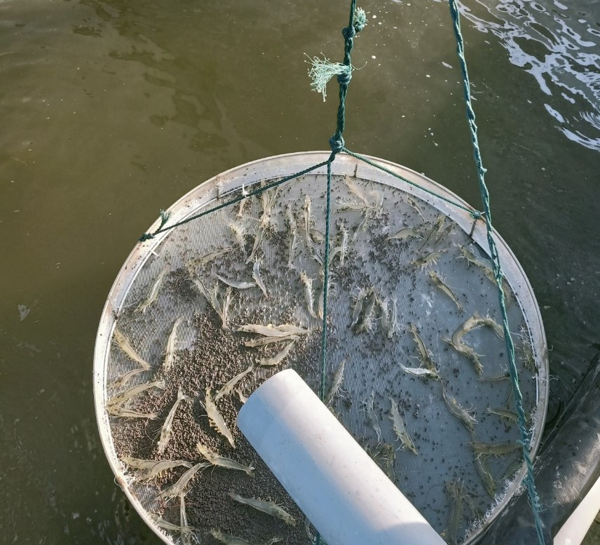 Nam giảng viên nghỉ dạy về làm nông nghiệp sạch, thu hàng chục tỷ mỗi năm - Hình 10 Nam giang vien nghi day ve lam nong nghiep sach, thu hang chuc ty moi nam-Hinh-10