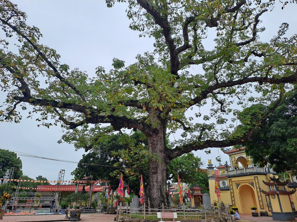 Trước cửa đền Mõ có cây gạo cổ thụ mà theo lời kể của các bậc cao niên trong vùng, do chính tay công chúa Quỳnh Trân trồng một năm sau ngày bà về đây lập am tu hành (năm 1284).