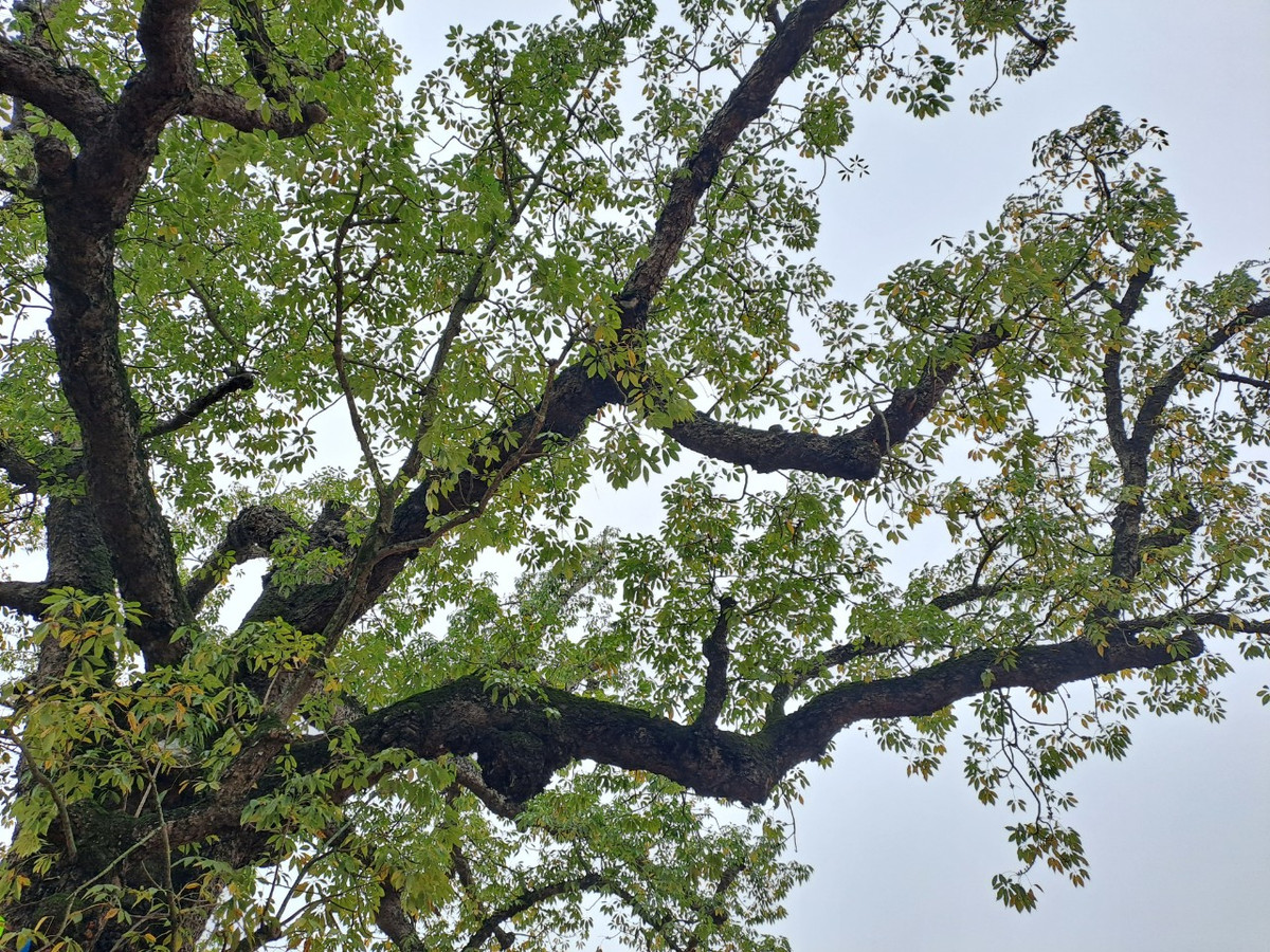 Hơn 700 năm trôi qua, trải qua bao thăng trầm của lịch sử, dưới mưa bom bão đạn, cây gạo đền Mõ vẫn xanh tốt bốn mùa. Cây gạo có chiều cao hơn 30m, đường kính gốc trên 2m. Đặc biệt, từ thân chính còn mọc thêm thân phụ bên cạnh. Mặc dù cây gạo cành lá xum xuê xanh tốt về các hướng nhưng đặc biệt không có một cành nào phát triển phạm vào mái đền