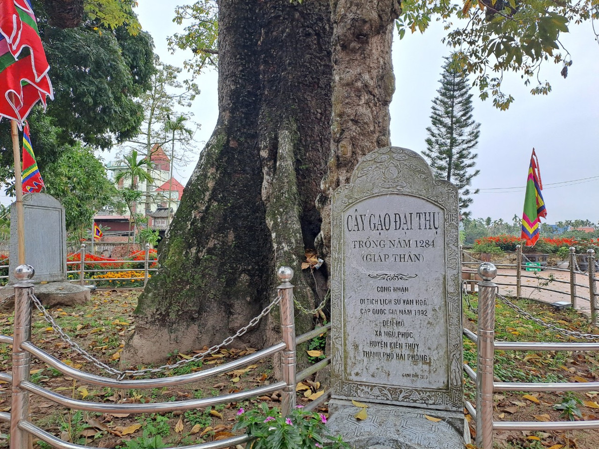 Năm 2011, cây gạo tại đền Mõ được Hội Bảo vệ thiên nhiên và môi trường Việt Nam công nhận là Cây di sản Việt Nam. Năm 2012, Trung tâm xác lập kỷ lục Việt Nam công nhận và tôn vinh đây là cây gạo nhiều tuổi nhất Việt Nam.