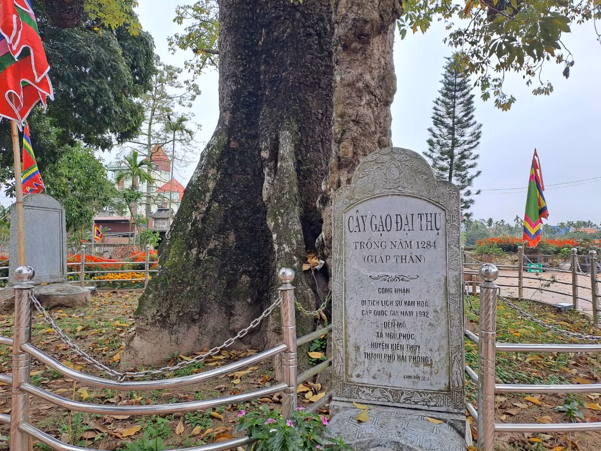 Năm 2011, cây gạo tại đền Mõ được Hội Bảo vệ thiên nhiên và môi trường Việt Nam công nhận là Cây di sản Việt Nam. Năm 2012, Trung tâm xác lập kỷ lục Việt Nam công nhận và tôn vinh đây là cây gạo nhiều tuổi nhất Việt Nam.