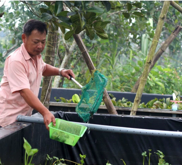 Nuôi ốc bươu đen, ăn toàn thứ rẻ tiền, anh nông dân sống khỏe - Hình 2 Nuoi oc buou den, an toan thu re tien, anh nong dan song khoe-Hinh-2