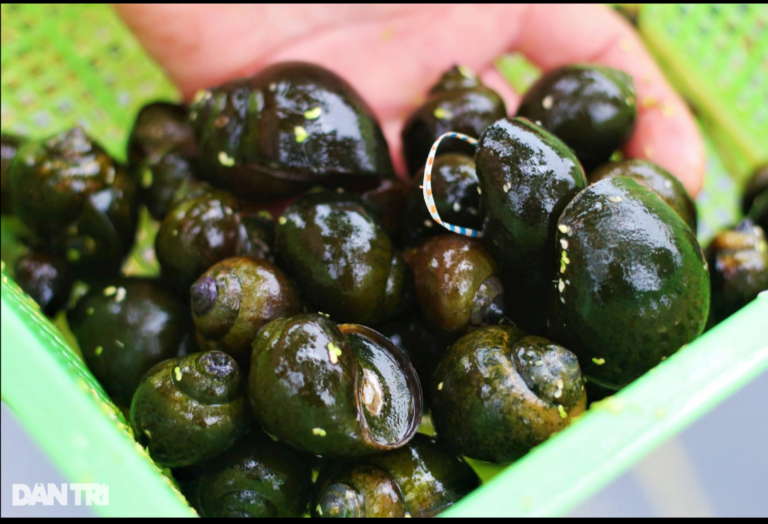 Nuôi ốc bươu đen, ăn toàn thứ rẻ tiền, anh nông dân sống khỏe Nuoi oc buou den, an toan thu re tien, anh nong dan song khoe