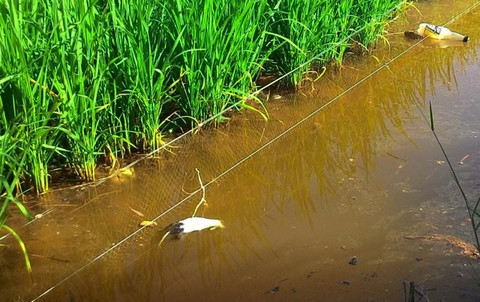 Hai Phong: Nam thanh nien tu vong vi vuong bay chuot bang dien