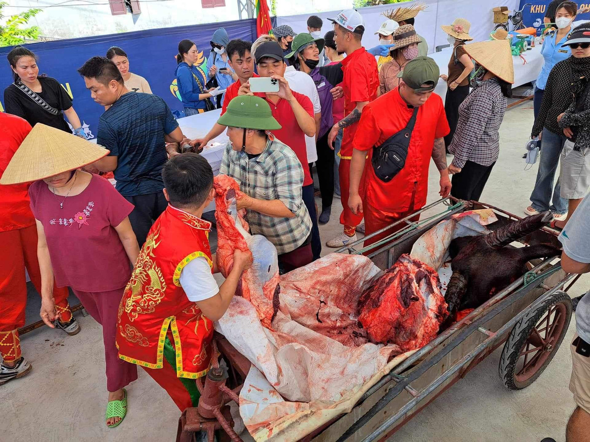 3 triệu /kg thịt trâu chọi Đồ Sơn, khách vẫn nườm nượp mua - Hình 6 3 trieu /kg thit trau choi Do Son, khach van nuom nuop mua-Hinh-6