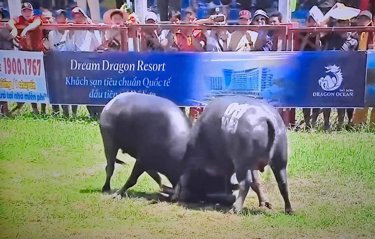 3 triệu /kg thịt trâu chọi Đồ Sơn, khách vẫn nườm nượp mua - Hình 8 3 trieu /kg thit trau choi Do Son, khach van nuom nuop mua-Hinh-8