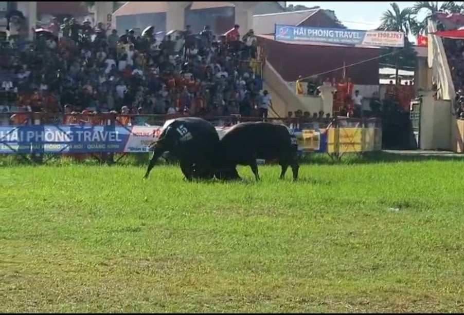 3 triệu /kg thịt trâu chọi Đồ Sơn, khách vẫn nườm nượp mua - Hình 9 3 trieu /kg thit trau choi Do Son, khach van nuom nuop mua-Hinh-9