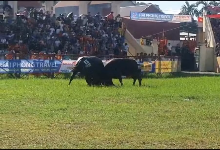 3 trieu /kg thit trau choi Do Son, khach van nuom nuop mua-Hinh-9