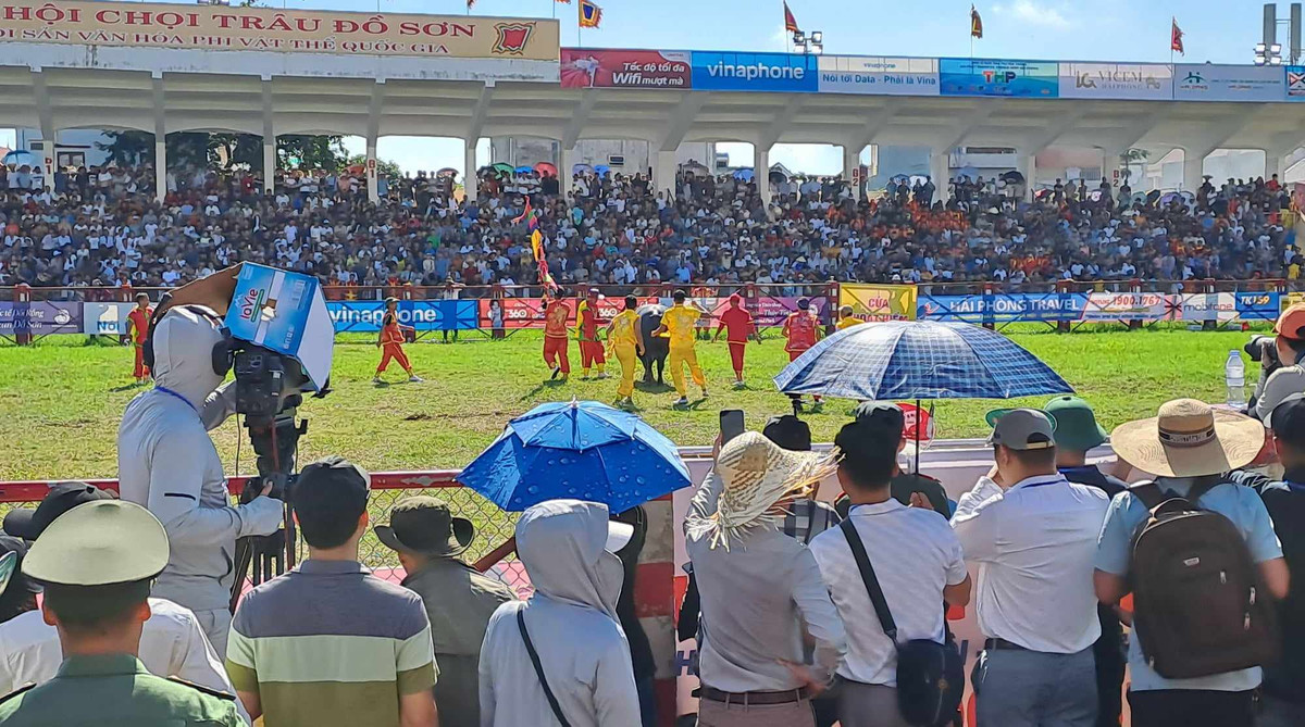 3 triệu /kg thịt trâu chọi Đồ Sơn, khách vẫn nườm nượp mua 3 trieu /kg thit trau choi Do Son, khach van nuom nuop mua