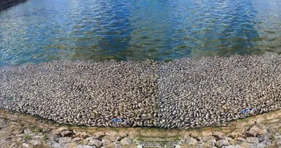 Hải Phòng: Đang khắc phục tình trạng cá chết trắng hồ An Biên Hai Phong: Dang khac phuc tinh trang ca chet trang ho An Bien