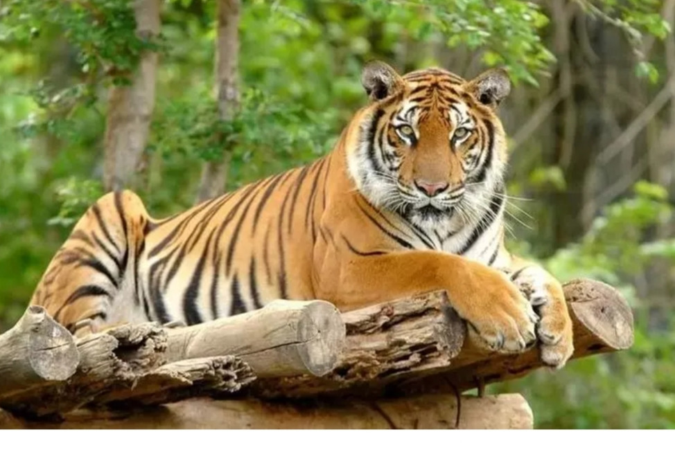 Bước sang năm 2023, tài lộc của con giáp này có phần khởi sắc. 10 ngày tới đây, người tuổi Dần có cơ hội khẳng định năng lực và được cấp trên công nhận.