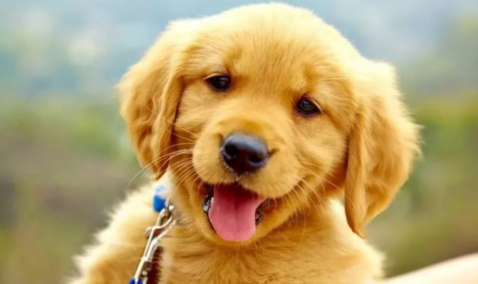 10 ngày tới đây, người tuổi Tuất có vận may tăng cao. Mọi nỗ lực của họ có thể gặt hái được kết quả như ý. Người tuổi này đừng nản lòng trước mỗi khó khăn, hãy làm việc chăm chỉ, cần cù nhất có thể.