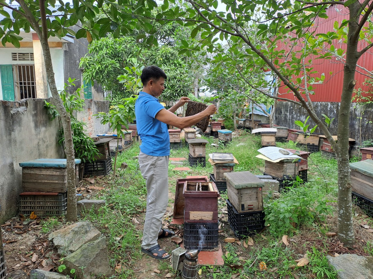 Cũng theo ông Tùng, nghề nuôi ong không quá khó, ai quan tâm cũng có thể làm được. Nhất là khi trước nhà là cả một rừng hoa lậu. Cây lậu cứ thế lớn lên, chỉ cần bảo vệ, không phải chăm sóc hay phòng trừ sâu bệnh. So với các sản phẩm mật ong nuôi bán tự nhiên khác, thì mật ong nuôi từ rừng ngập mặn luôn đảm bảo không có dư lượng thuốc bảo vệ thực vật trong trong nguồn thức ăn của ong, hàm lượng các chất khoáng cao hơn, chính vì lẽ đó mật ong đảm bảo chất lượng và giàu dinh dưỡng hơn.