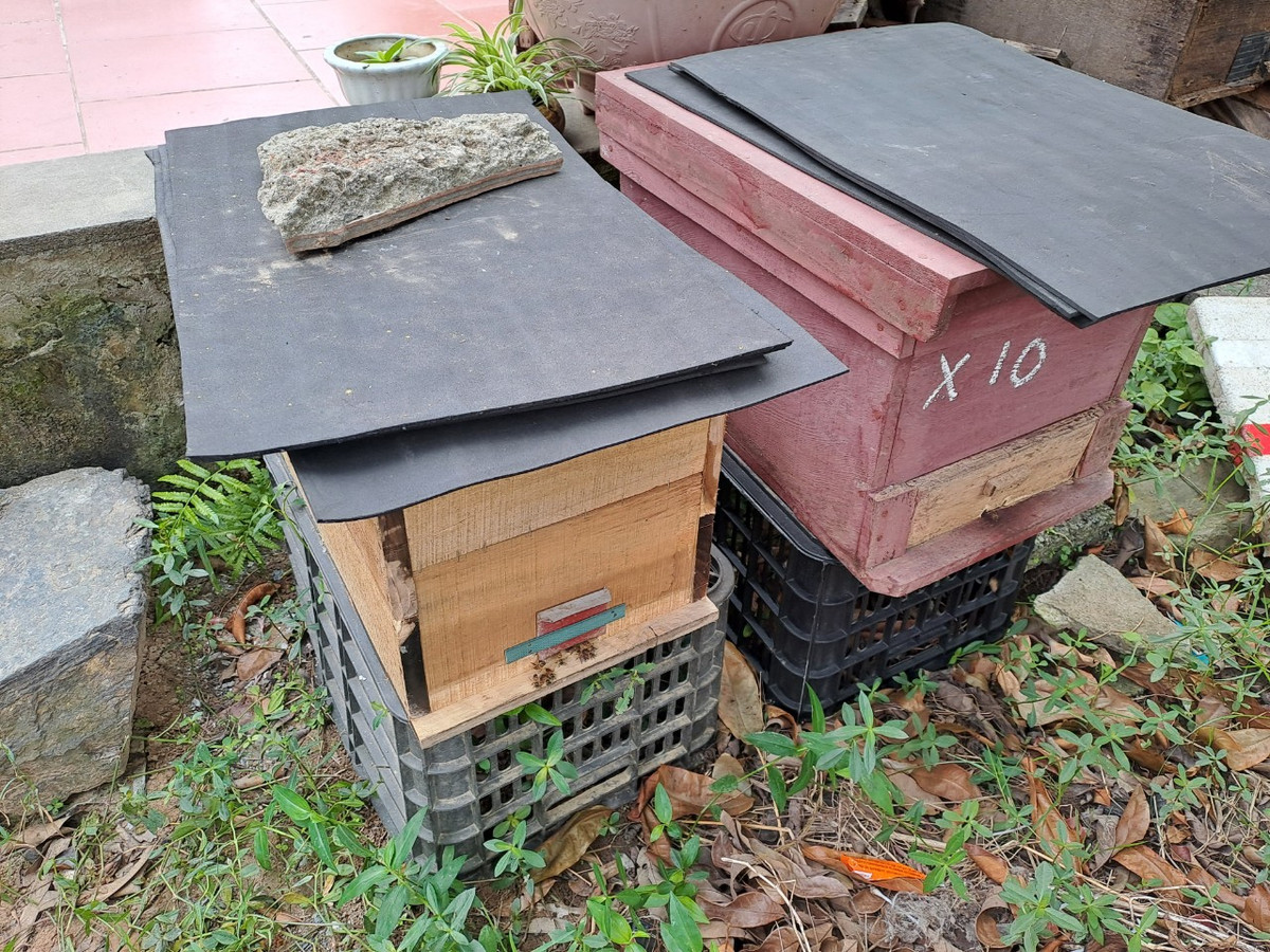 Ông Tùng chia sẻ: “Khác với ong nuôi tại những nơi khác khi ong hút mật từ hoa vải, nhãn…chỉ đủ lượng thức ăn cho ong khoảng 1 - 2 tháng, hết mùa hoa, thợ nuôi ong lại phải chuyển đàn. Còn với hàng trăm ha rừng ngập mặn của xã Đại Hợp thì cho hoa gần như quanh năm.