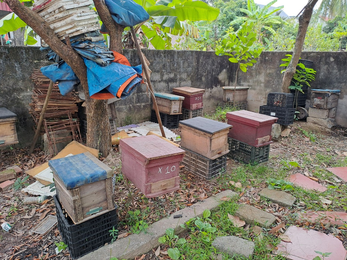 Nhận thấy việc nuôi ong cạnh rừng ngập mặn có nhiều thuận lợi, hiệu quả kinh tế cao lại thân thiện với môi trường nên ông Đặng Thanh Tùng đã tìm học nghề rồi chuyển hướng phát triển kinh tế sang nuôi ong lấy mật.