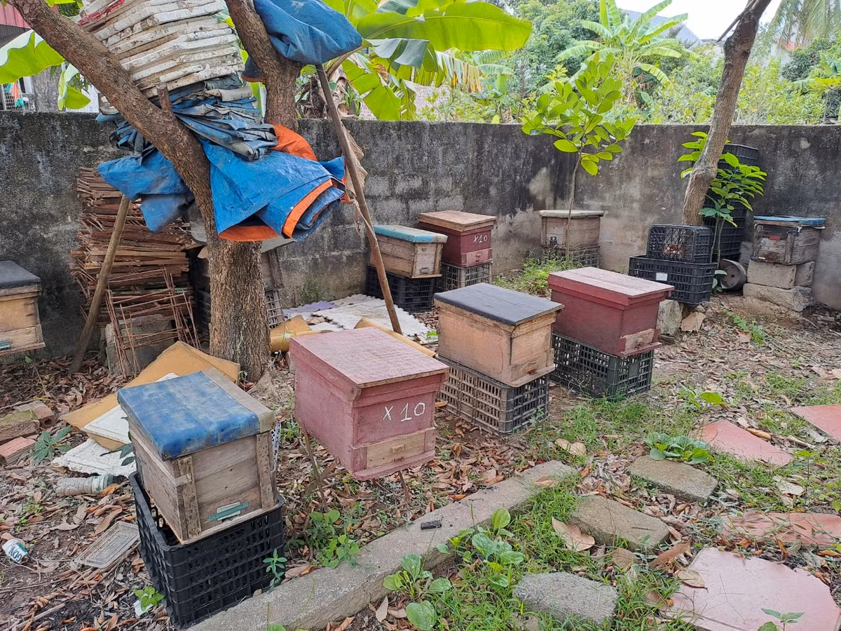 Nhận thấy việc nuôi ong cạnh rừng ngập mặn có nhiều thuận lợi, hiệu quả kinh tế cao lại thân thiện với môi trường nên ông Đặng Thanh Tùng đã tìm học nghề rồi chuyển hướng phát triển kinh tế sang nuôi ong lấy mật.