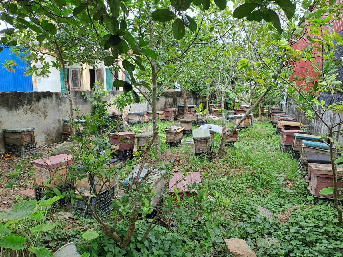 Từ số lượng 2 đàn ong lúc ban đầu, nay gia đình ông Tùng đã phát triển lên gần 400 đàn ong. Mật ong của gia đình sản xuất không đủ cung ứng cho khách hàng. Có năm gia đình ông Tùng thu về 5.000 lít mật ong, bán với giá 300.000 đồng/ lít, trừ mọi chi phí đầu tư gia đình ông thu được 500 triệu đồng tiền lãi.