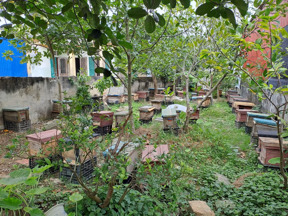 Từ số lượng 2 đàn ong lúc ban đầu, nay gia đình ông Tùng đã phát triển lên gần 400 đàn ong. Mật ong của gia đình sản xuất không đủ cung ứng cho khách hàng. Có năm gia đình ông Tùng thu về 5.000 lít mật ong, bán với giá 300.000 đồng/ lít, trừ mọi chi phí đầu tư gia đình ông thu được 500 triệu đồng tiền lãi.