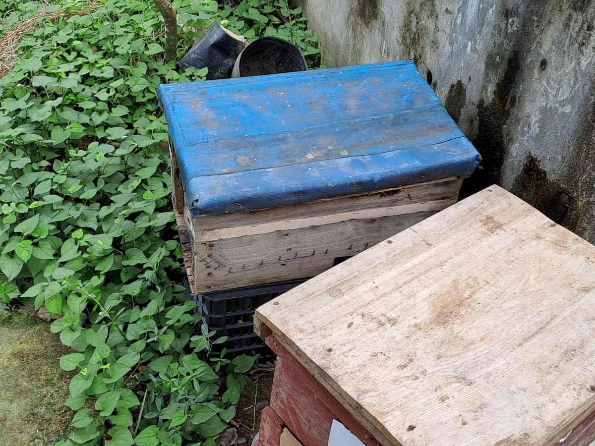 Đến khoảng tháng 8 - 9, sản lượng hoa rừng ngập mặn ít đi thì người nuôi ong lại di chuyển đàn ong sang địa phương bên cạnh là phường Bàng La (quận Đồ Sơn) - nơi có hàng trăm ha táo Bàng La trổ hoa để ong hút mật. Riêng những tháng không có hoa, nếu bắt buộc phải cho ong ăn đường để sống, duy trì đàn thì ông Tùng cũng không dùng mật trong thời gian này để bán…”