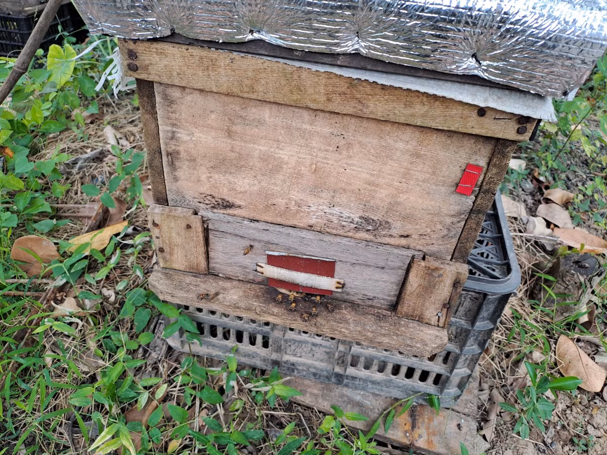 Thấy ông Tùng nuôi ong mang lại hiệu quả kinh tế cao, nhiều hộ dân tại xã Đại Hợp cũng làm theo. Năm 2010, ông Tùng thành lập tổ nuôi ong gồm 12 hộ. Năm 2020, ông Tùng mở rộng đầu tư, thành lập HTX nuôi ong Tùng Hằng với 7 thành viên.