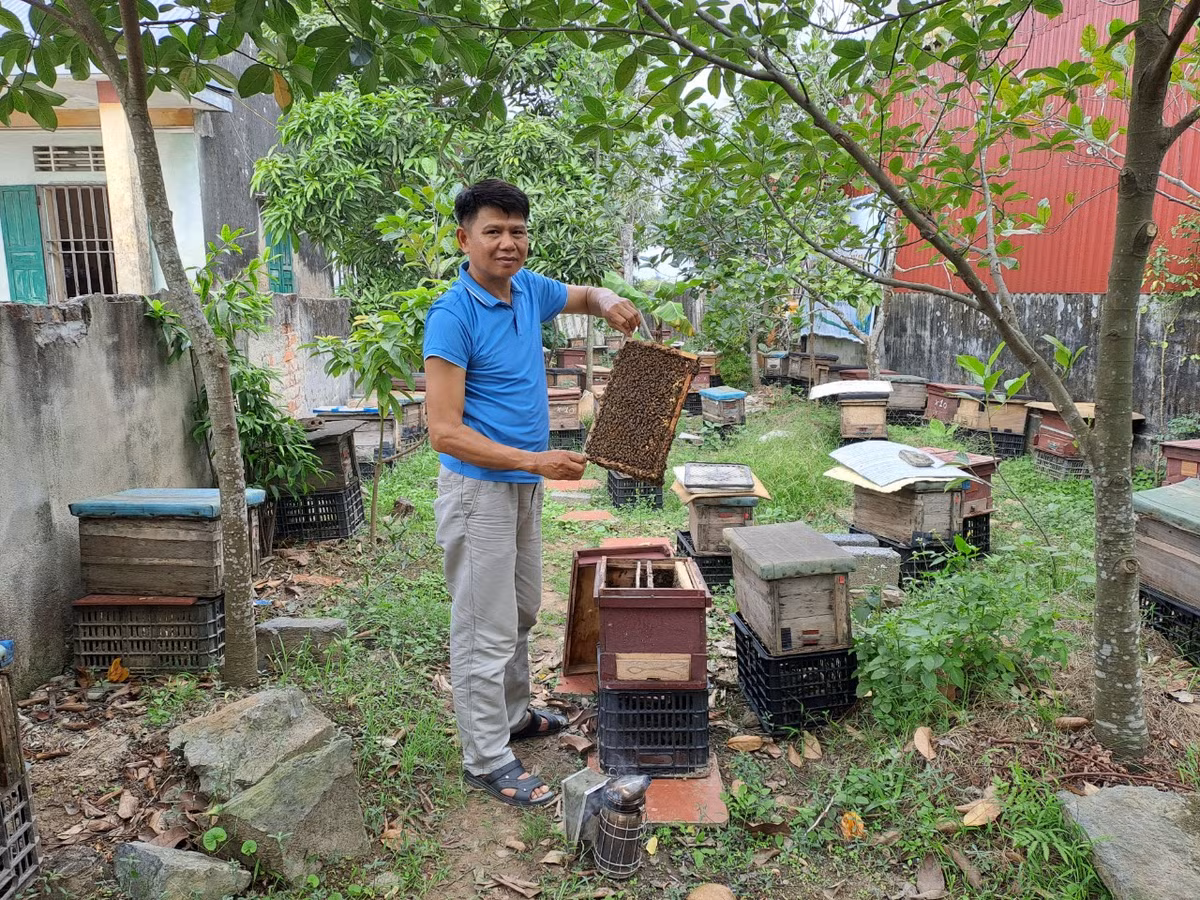 Ông Đặng Thanh Tùng (54 tuổi, ở xã Đại Hợp, huyện Kiến Thụy, TP Hải Phòng, hiện là Giám đốc HTX nuôi ong Tùng Hằng) cho biết, năm 1997, khi cánh rừng ngập mặn rộng hơn 600 ha ở ven sông Văn Úc được trồng theo dự án Trồng rừng ngập mặn - Giảm thiểu rủi ro thảm họa do Nhật Bản tài trợ bắt đầu nở hoa, một số người dân ở Hải Dương mang hàng chục đàn ong về đặt tại đây để hút mật.