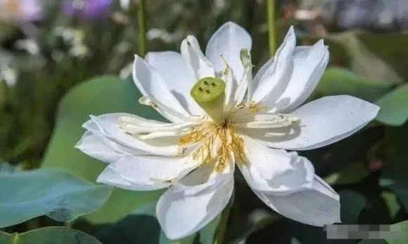 Nam dac diem o mot nguoi co phuoc lanh trong doi