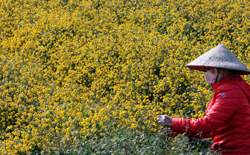 Những bông hoa bé xinh dệt thành thảm hoa vàng tươi khi nắng chiều rót xuống, tạo nên một không gian vàng rực đẹp mê ly.