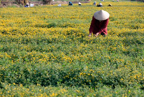 Do vậy, khi cúc “tiến vua” nở rộ người dân ở các xã, huyện lân cận đều đổ về thôn Nghĩa Trai để hái hoa cúc thuê. Mỗi ngày, những người hái thuê chuyên nghiệp phải tranh thủ từng giờ từng phút để thu hái, có thể được 30kg nếu làm xuyên trưa. Mỗi cân hoa hái được sẽ được chủ ruộng trả 8.000 đồng. Cúc tươi năm nay bán được giá từ 40.000 - 50.000 đồng/kg, còn giá loại cúc sấy khô cũng tăng lên đến 300.000 - 400.000 đồng/kg.